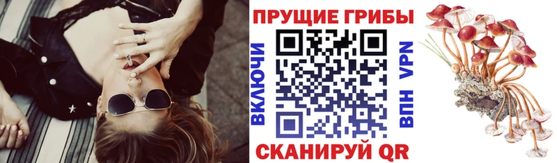 Галлюциногенные грибы Psilocybine cubensis  Сковородино 